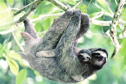 上海動物園兩隻樹懶三年多沒拉過手 慢出新節奏