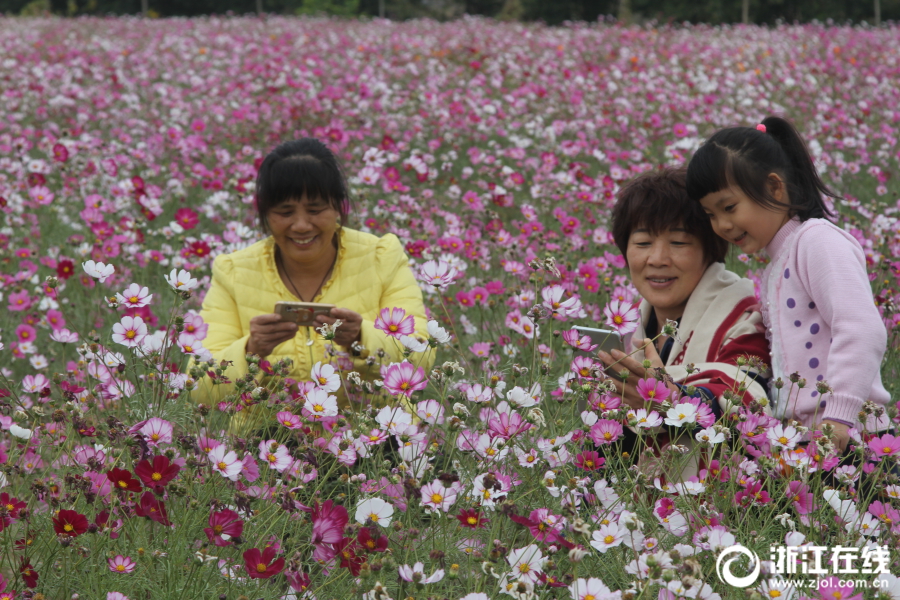 台州：格桑花開正艷