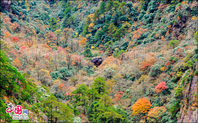 深秋黃山：一幅濃墨重彩的歐式油畫