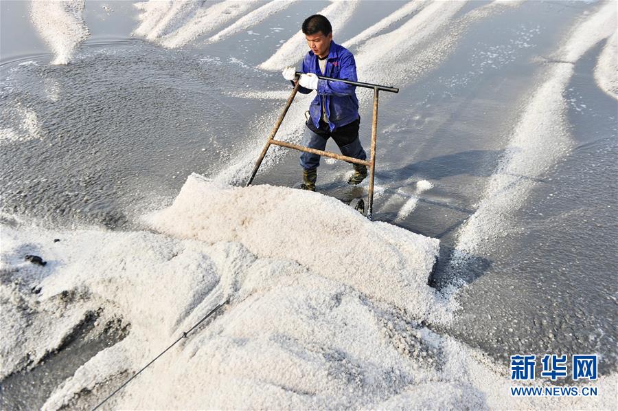 河北黃驊：金秋尾聲扒鹽忙