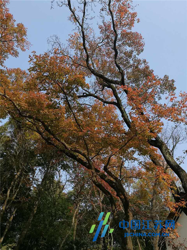 賞秋好時節 南京棲霞山紅楓藝術節熱烈開幕