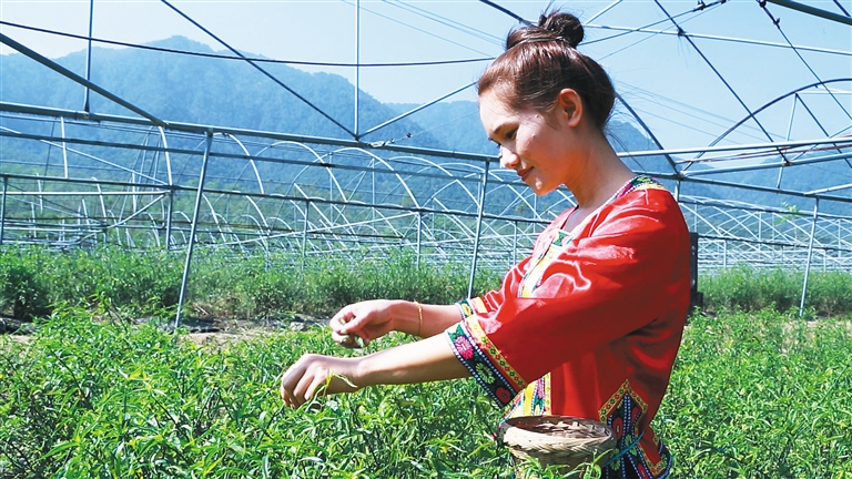 【扶貧專題-産業興縣圖文】【焦點圖】【即時快訊】憂遁草成五指山貧困戶脫貧解憂草