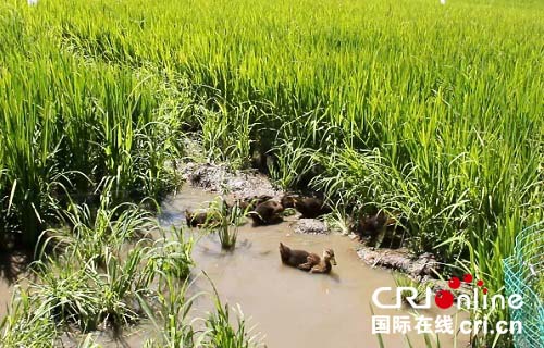 原創已通過【本網原創】鴨蟹生良田助推共生立體生態農業