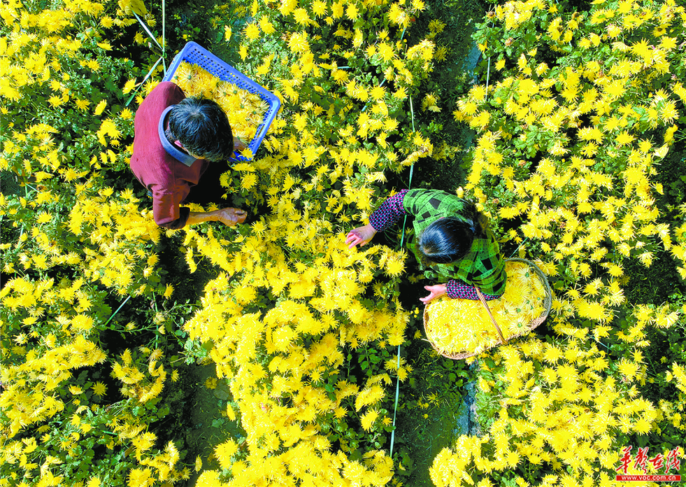 湖南：採菊衡山下