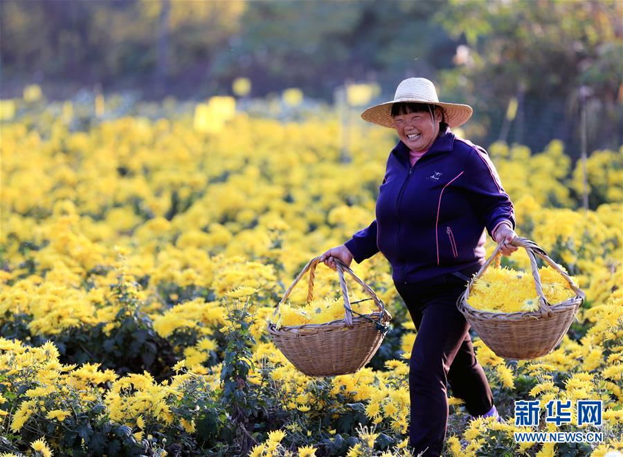 安徽全椒：科技護航 菊農增收