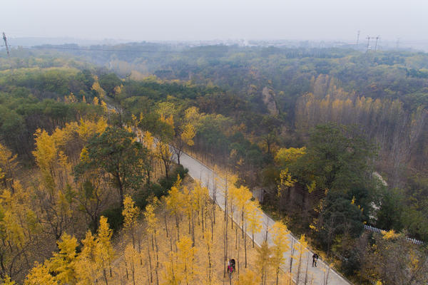 層林盡染 鄭州樹木園到了最美的時候