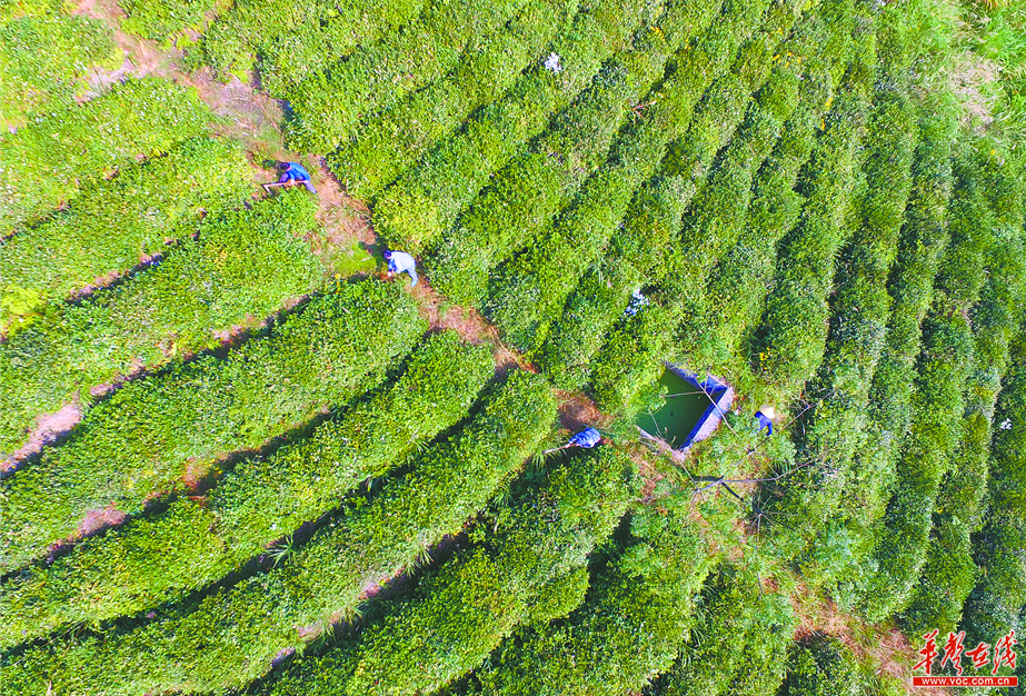 湖南沅陵縣碣灘村：以茶揚名 靠茶脫貧