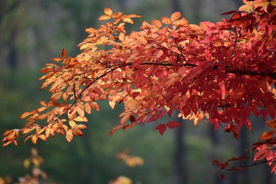 吉林遊記 紅石國家森林風景區的紅楓林