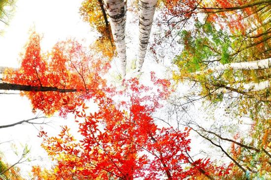 吉林遊記 紅石國家森林風景區的紅楓林