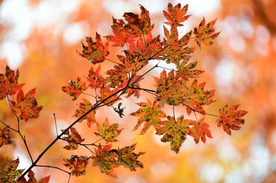 吉林遊記 紅石國家森林風景區的紅楓林