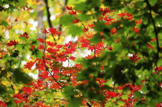 吉林遊記 紅石國家森林風景區的紅楓林