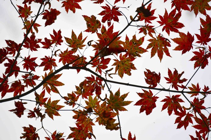 吉林遊記 紅石國家森林風景區的紅楓林