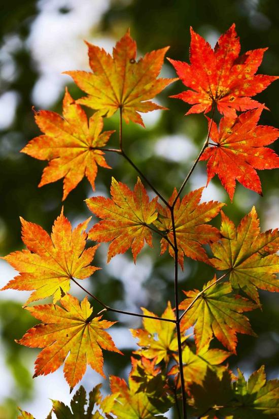 吉林遊記 紅石國家森林風景區的紅楓林