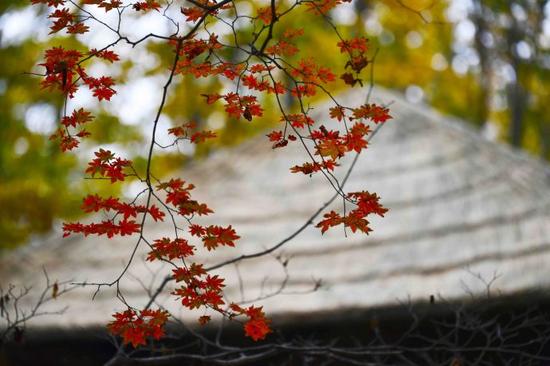 吉林遊記 紅石國家森林風景區的紅楓林