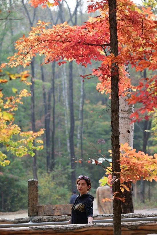 吉林遊記 紅石國家森林風景區的紅楓林