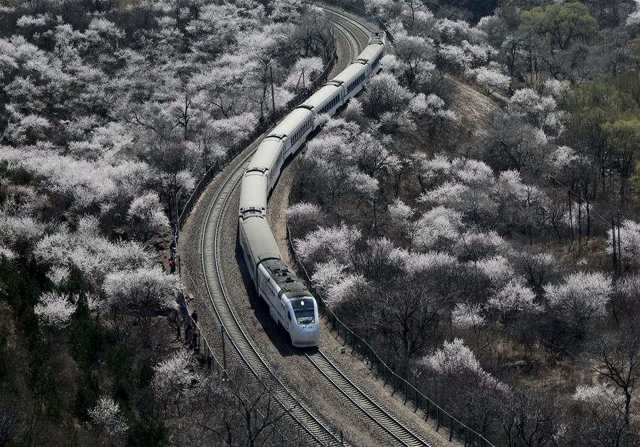 開往春天的列車已啟程 和諧號穿越居庸關花海