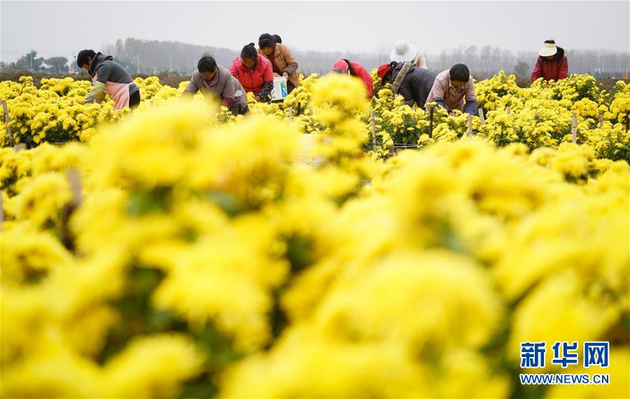 江蘇淮安：千畝菊花豐收