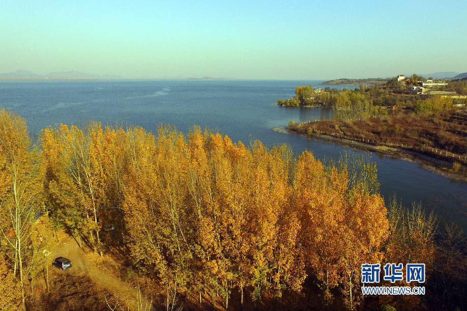 于橋水庫防護林初冬景色迷人