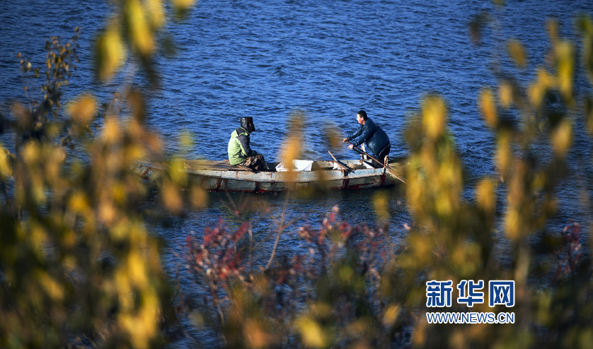 于橋水庫防護林初冬景色迷人