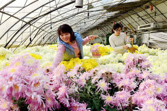 平谷西柏店菊花美食節開幕 探索食用菊花網上行銷方式