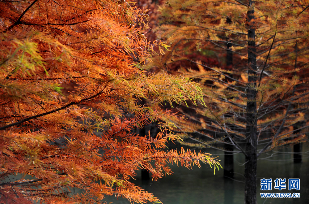 皖南川藏線 最美紅杉林