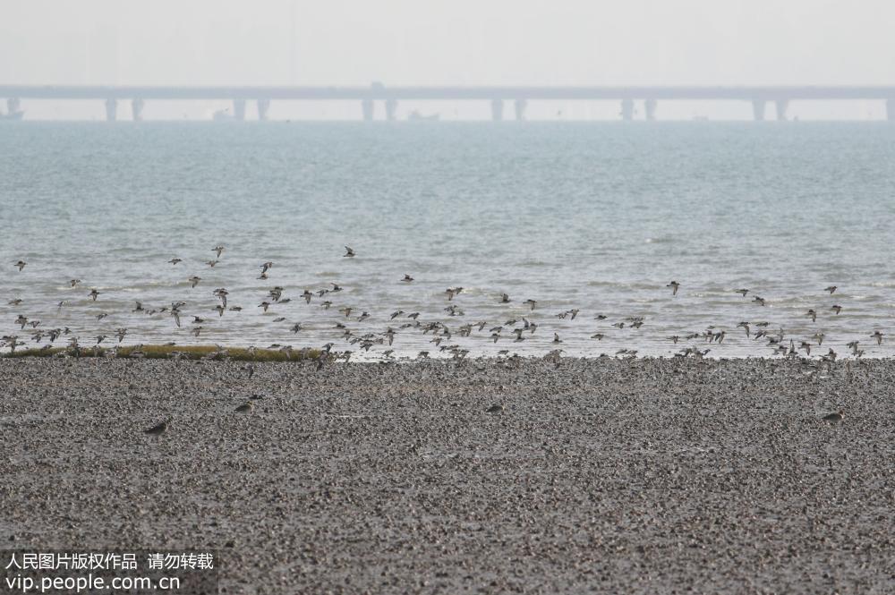 候鳥大軍過境青島 瀕危灰鶴現身膠州灣濕地