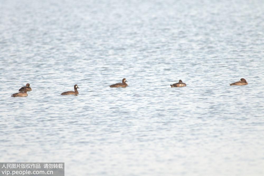 候鳥大軍過境青島 瀕危灰鶴現身膠州灣濕地