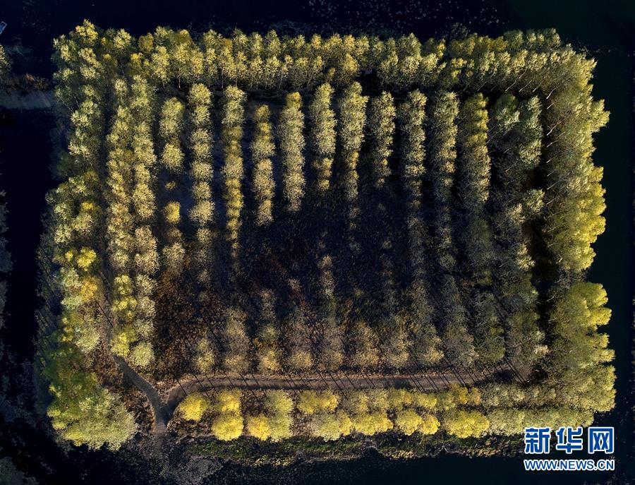 天津：水庫防護林美景如畫