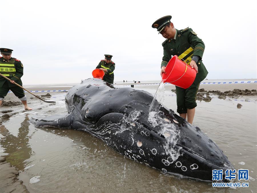 江蘇啟東：營救擱淺座頭鯨