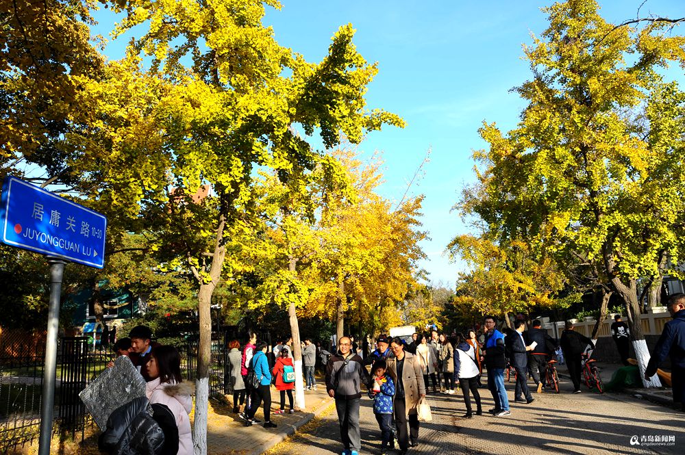 青島：居庸關路開啟刷屏模式 銀杏小徑遊人如織