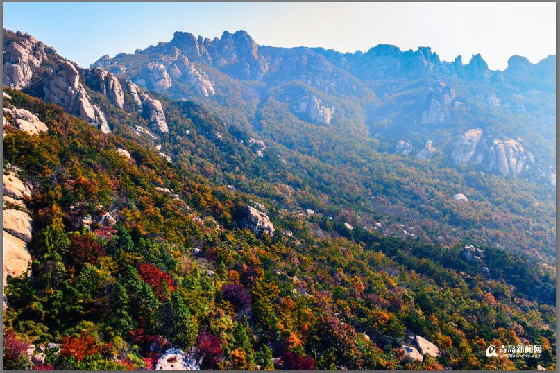 青島：彩葉模式初迎高潮 週末去巨峰看五花山