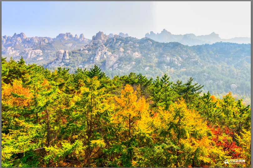 青島：彩葉模式初迎高潮 週末去巨峰看五花山