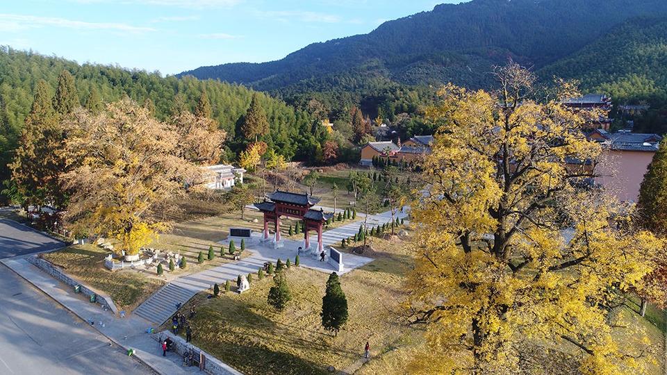 河南省商城縣：黃柏山法眼寺千年銀杏滿金黃