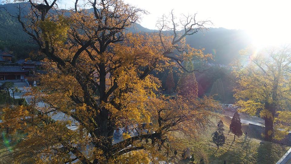 河南省商城縣：黃柏山法眼寺千年銀杏滿金黃