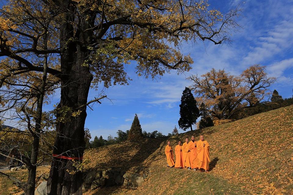 河南省商城縣：黃柏山法眼寺千年銀杏滿金黃