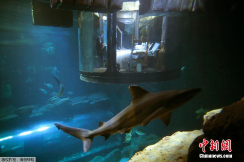 膽子夠大嗎？巴黎水族館邀遊客與鯊魚“共眠”(圖)