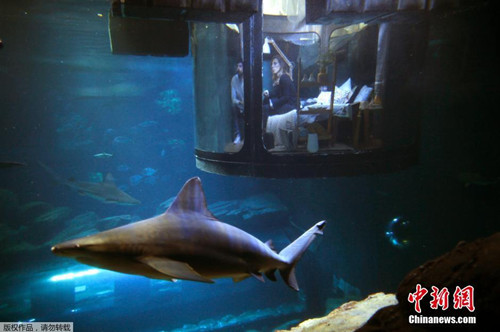 膽子夠大嗎？巴黎水族館邀遊客與鯊魚“共眠”(圖)