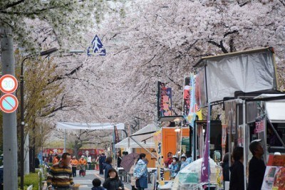 日本迎來最佳賞櫻期 多地高溫破史上紀錄(組圖)