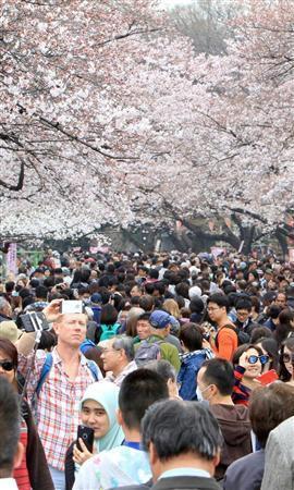 日本迎來最佳賞櫻期 多地高溫破史上紀錄(組圖)