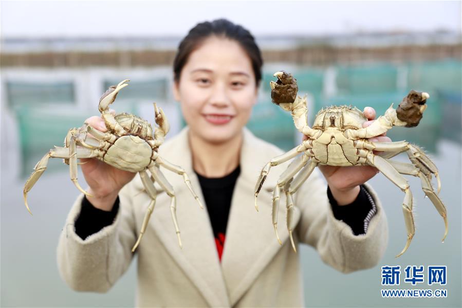 江蘇洪澤湖“鮑貢蟹”喜獲豐收