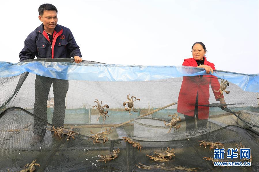 江蘇洪澤湖“鮑貢蟹”喜獲豐收