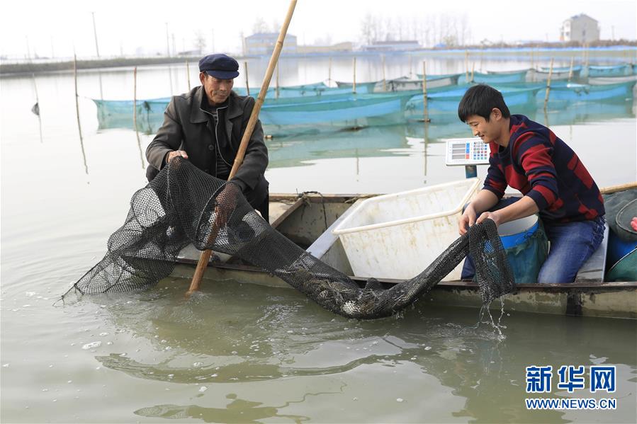 江蘇洪澤湖“鮑貢蟹”喜獲豐收