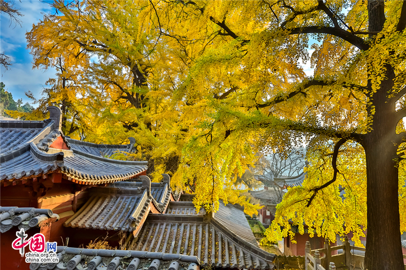 喚醒沉睡千年的金色精靈--沂水靈泉寺銀杏樹