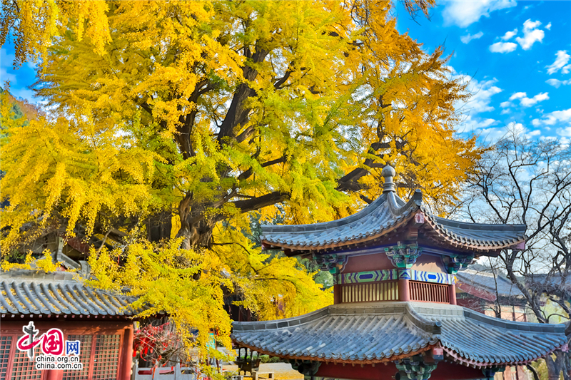 喚醒沉睡千年的金色精靈--沂水靈泉寺銀杏樹