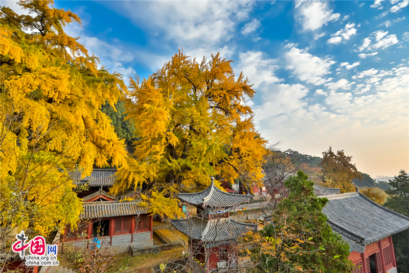 喚醒沉睡千年的金色精靈--沂水靈泉寺銀杏樹