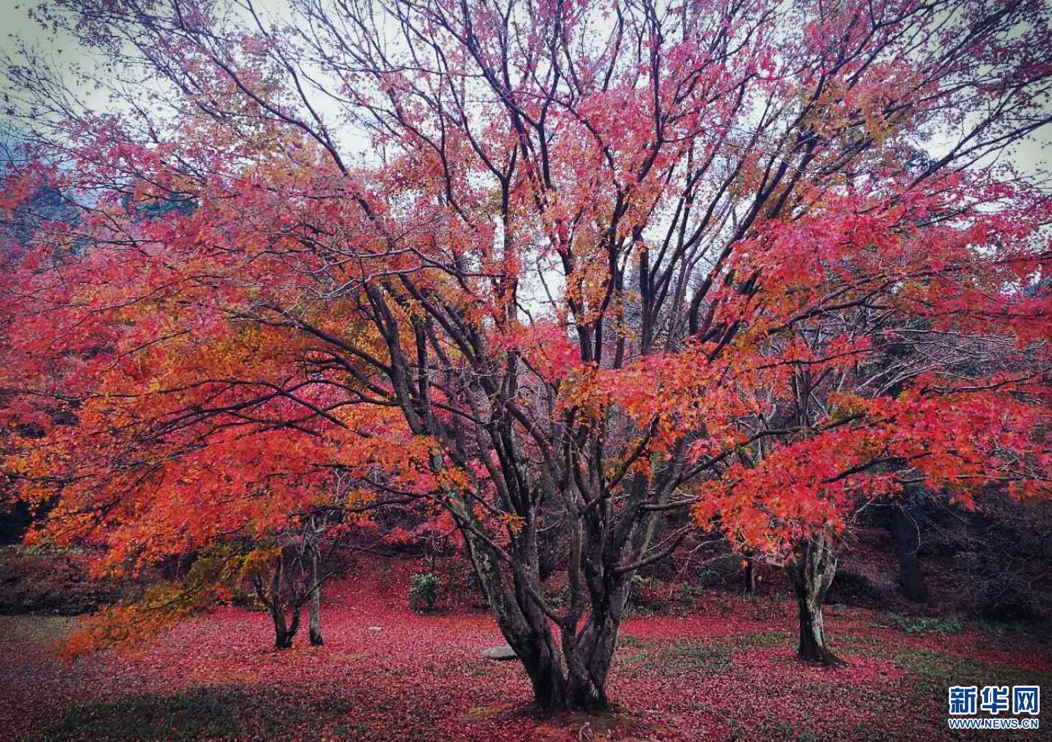 廬山：醉美楓葉紅