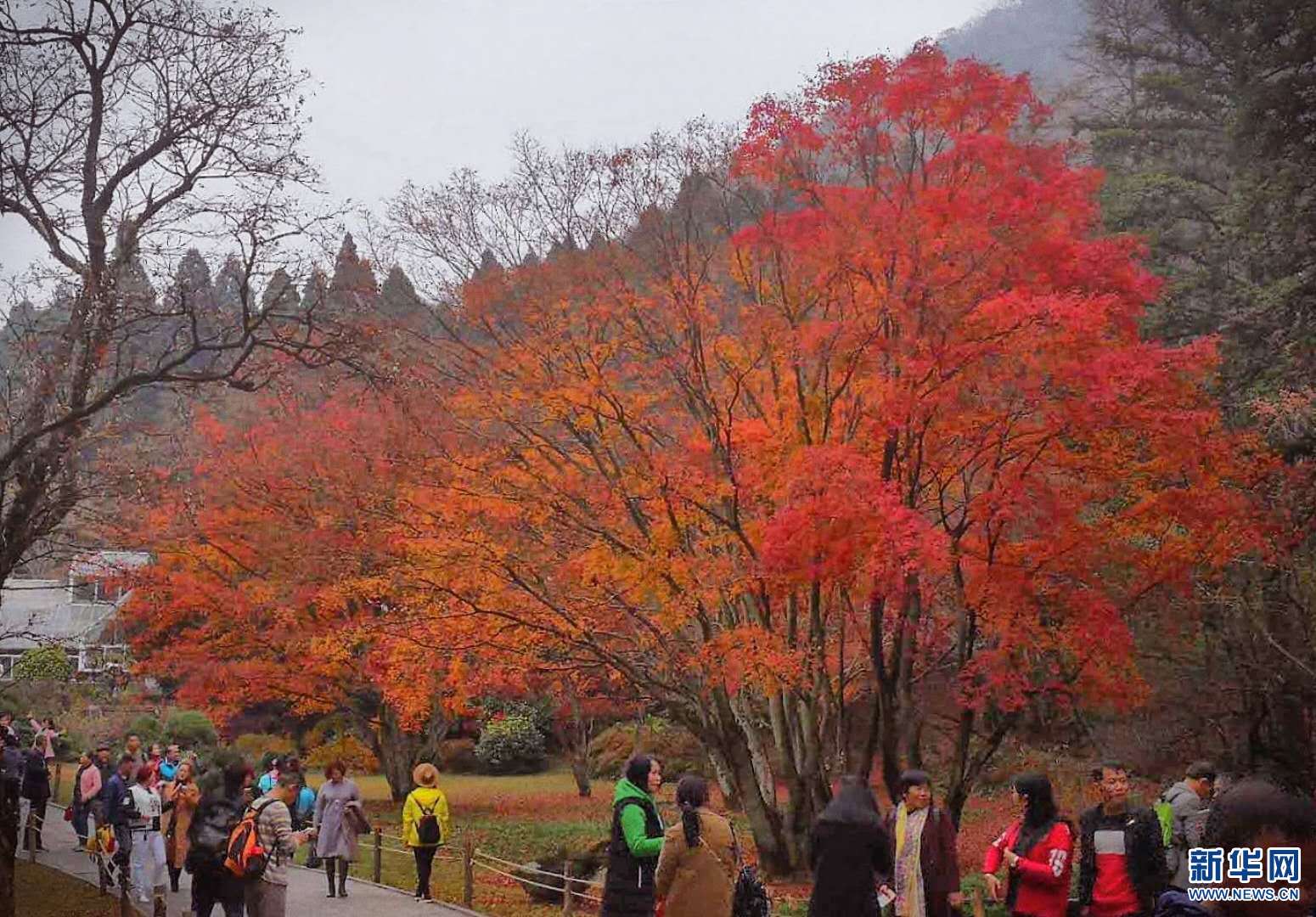 廬山：醉美楓葉紅