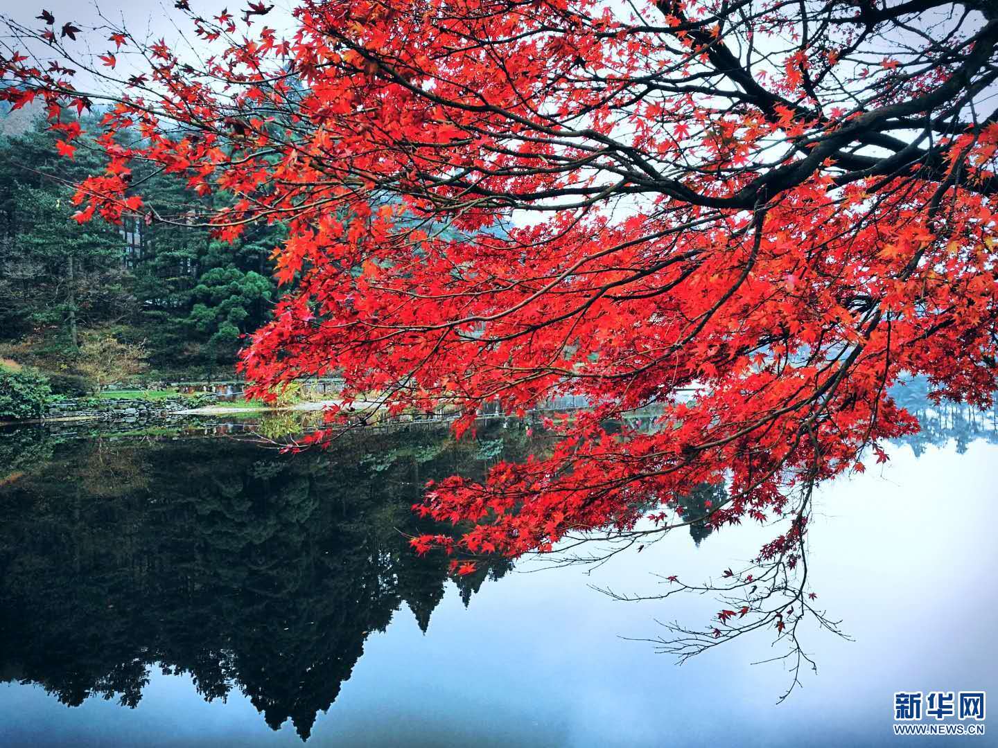 廬山：醉美楓葉紅