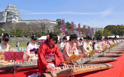 與櫻花之約：日本各地迎賞櫻高峰 繁花似錦(圖)