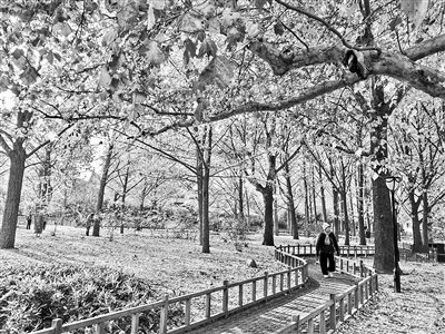 陶然亭、頤和園、北海等公園打造“落葉景觀區”